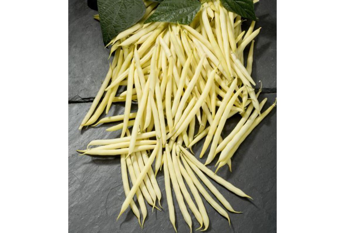 Goldilocks – Bean Seed